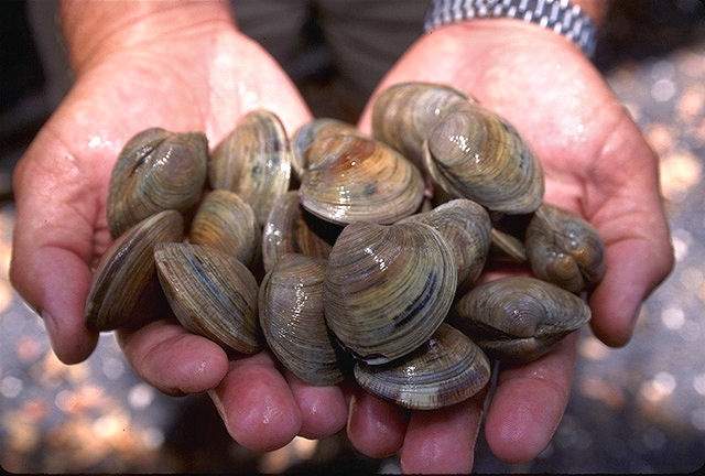 LittleNeck_clams_USDA96c1862