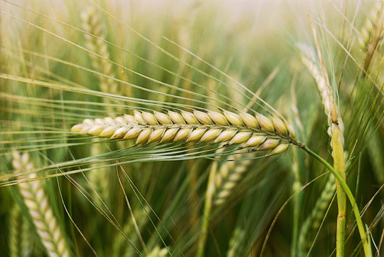 barley-field-3-lowres